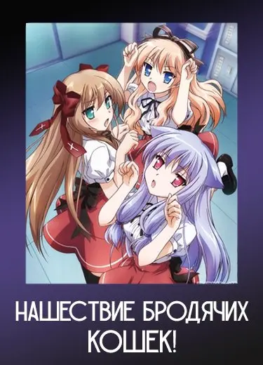Нашествие бродячих кошек!